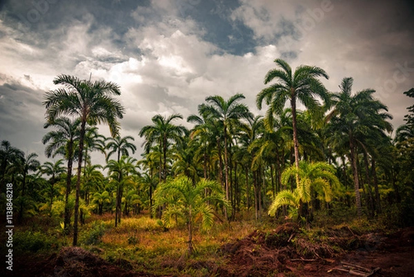 Fototapeta Lush green palms (Chontaduro) rise against a dramatic overcast sky, capturing the essence of the Amazon Forest in Guaviare, Colombia. Nature thrives in this vibrant ecosystem.