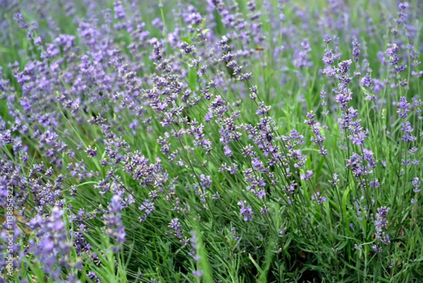 Obraz Flowering lavender is narrow-leaved (Lavandula angustifolia Mill.). Summer