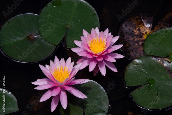 Obraz Ninfeia - Nymphaeceae	
