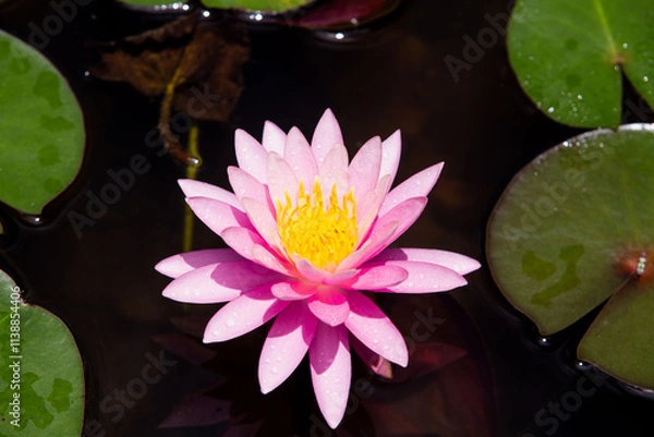 Obraz Ninfeia - Nymphaeceae	
