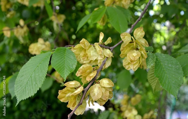 Obraz Mature fruits of the rough elm (Ulmus glabra Huds.), Close-up