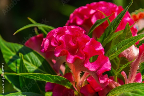Obraz Red plumed cockscomb flower