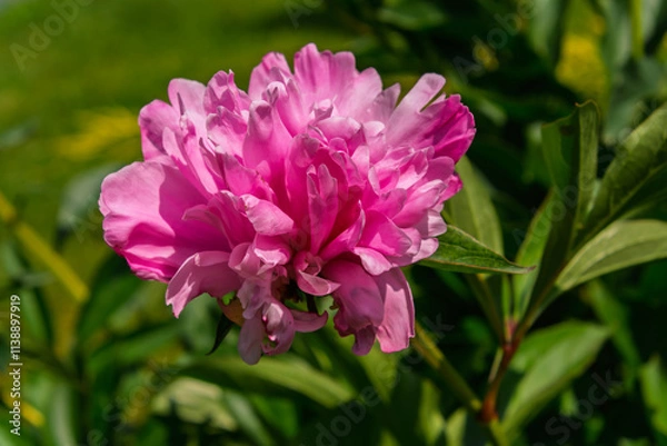 Obraz Pink flower of  common peony in a garden