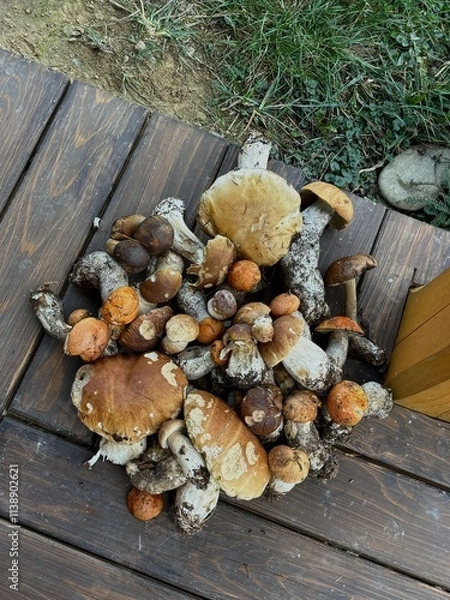 Obraz Mushrooms