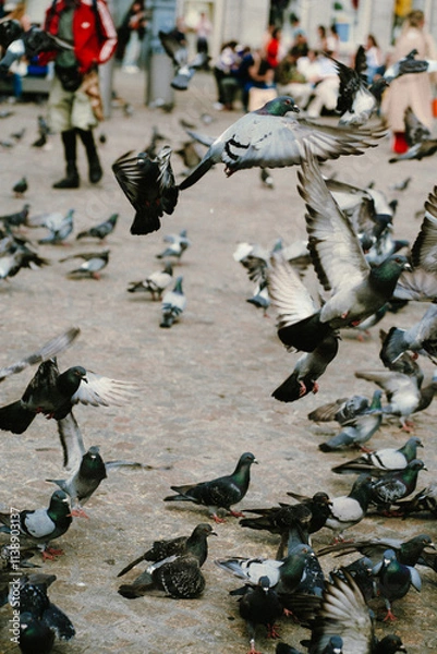 Obraz pigeons