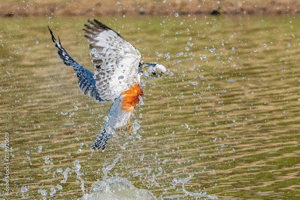 Fototapeta Diving Kingfisher with small fish in its mouoth