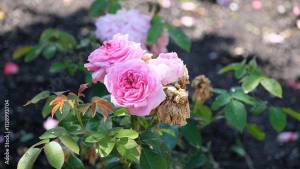 Obraz White flowers in garden