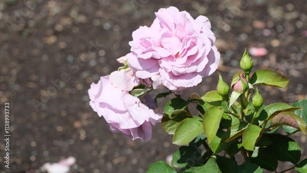 Obraz White flowers in garden