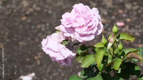 Obraz White flowers in garden