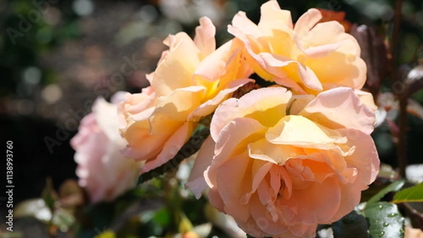 Obraz White flowers in garden