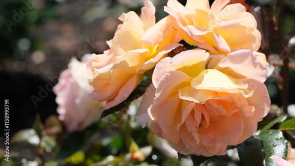 Obraz White flowers in garden