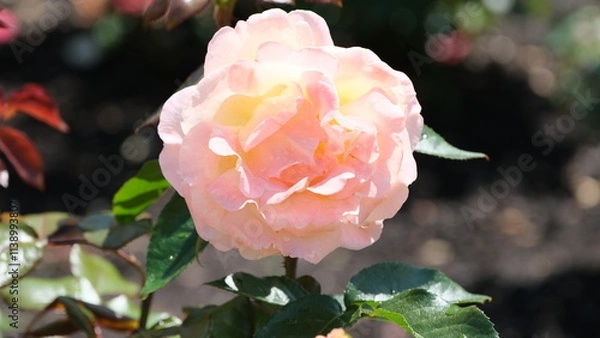 Obraz White flowers in garden