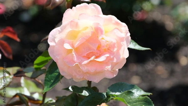 Obraz White flowers in garden