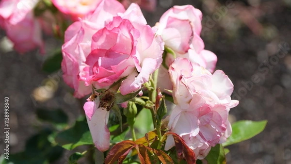 Fototapeta Flowers in garden