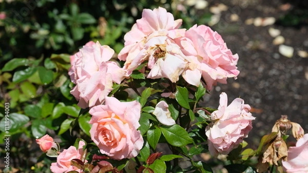 Fototapeta Flowers in garden