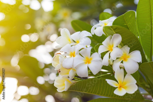 Obraz white plumeria 
