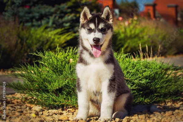 Fototapeta Portrait of a Siberian Husky puppy walking in the yard. One Little cute puppy of Siberian husky dog outdoors