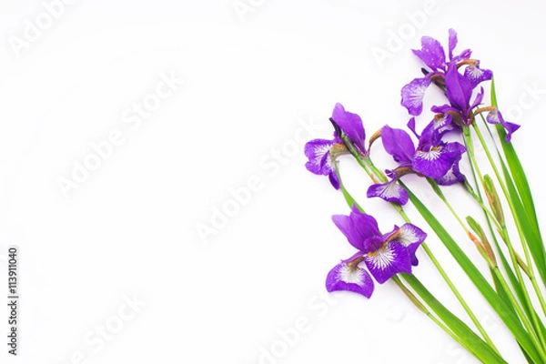 Fototapeta bouquet of lilac flowers iris on a white background. not isolate