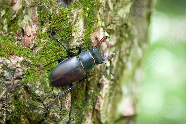 Obraz Stag beetle sitting on a tree bark