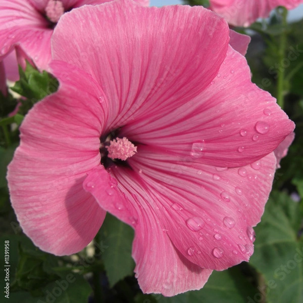 Fototapeta Malvenblüten