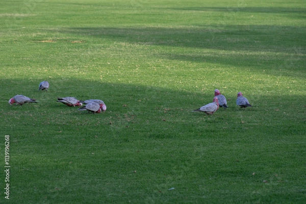 Obraz Beautiful cockatoo birds dig into the grass to feed and travel in flocks, they are a symbol of Australia.