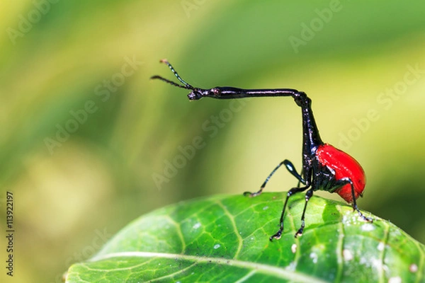 Obraz Żyrafa żyrafa (Trachelophorus giraffa) w Parku Narodowym Andasibe Mantadia na Madagaskarze
