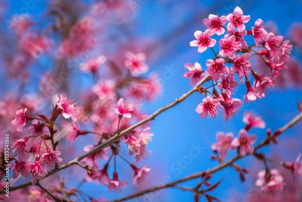 Fototapeta Pink Himalayan cherry blossoms bloom only in winter.