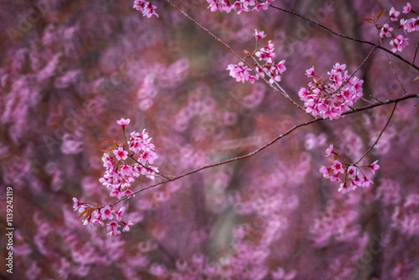 Fototapeta Pink Himalayan cherry blossoms bloom only in winter.