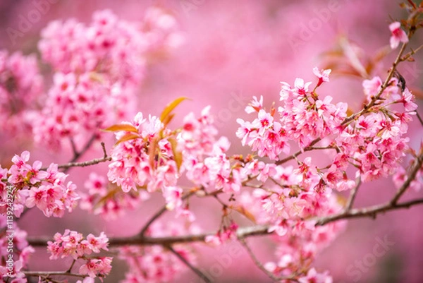Obraz Pink Himalayan cherry blossoms bloom only in winter.
