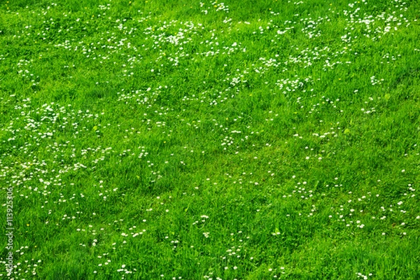 Fototapeta Many white daisies in top view of meadow.