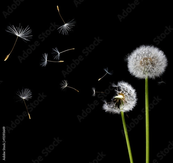 Obraz dandelions in the wind