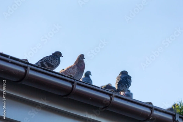 Obraz pigeons on the roof
