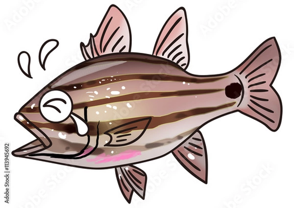 Fototapeta ユニークな魚のイラスト　オオスジイシモチ