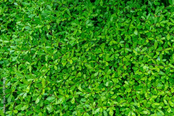 Fototapeta tree leaf with raindrop