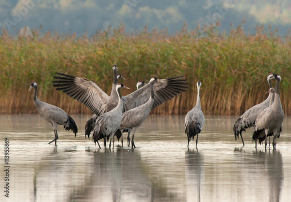 Obraz Żurawie (Grus grus) o świcie nad jeziorem, jesień