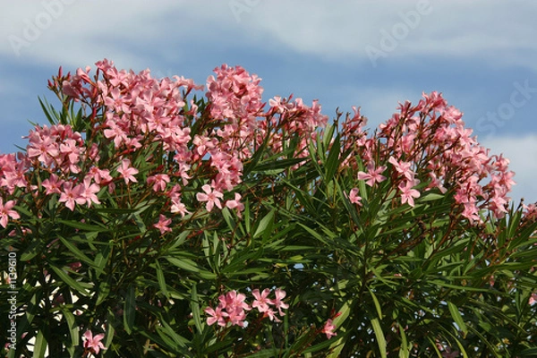 Obraz oleander