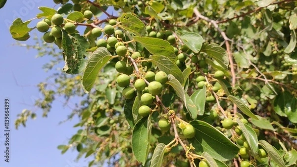 Fototapeta Row Ziziphus Nummularia fruits on the bush branches, wild jujube fruits