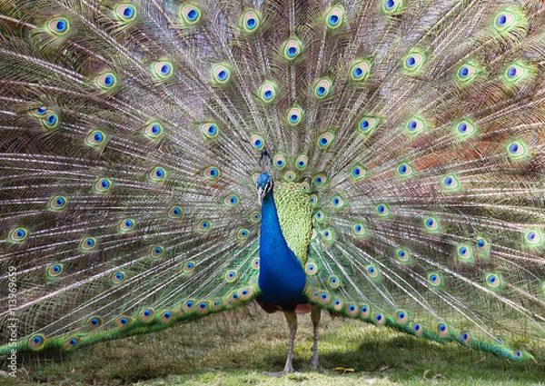 Fototapeta Павлин 