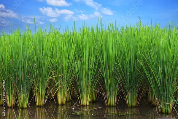 Fototapeta rice field