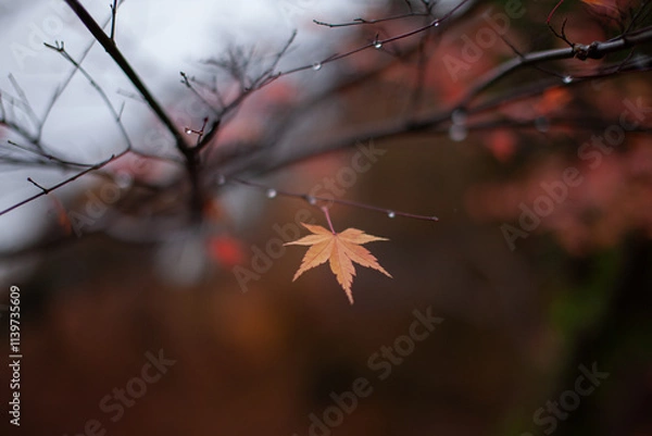 Obraz autumn in the forest