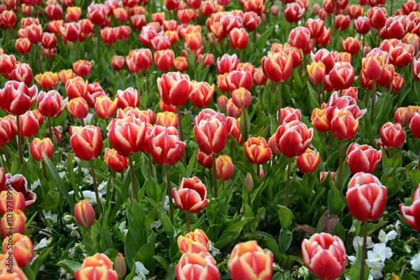 Obraz Beautiful flowers colourful tulips. Natural background Spring flowering tulips.