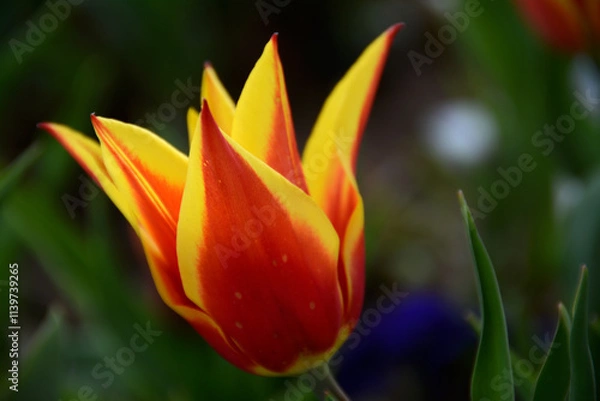 Fototapeta Beautiful flowers colourful tulips. Natural background Spring flowering tulips.