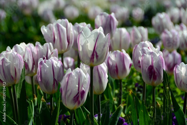 Fototapeta Beautiful flowers colourful tulips. Natural background Spring flowering tulips.
