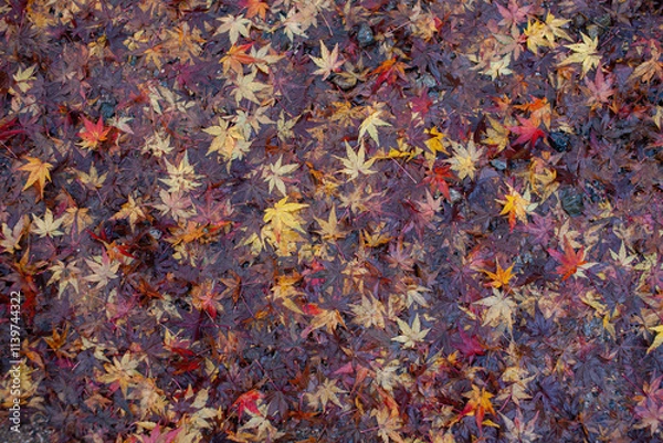 Obraz autumn leaves background