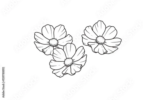Fototapeta Set black and white outline drawing flowers of a daisy drawn by hand on a white background