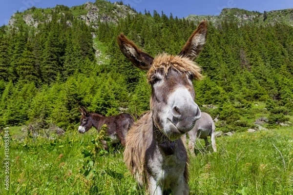 Obraz Funny donkey portrait with mountain landscape in background
