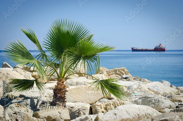 Obraz одинокая пальма на морском побережье