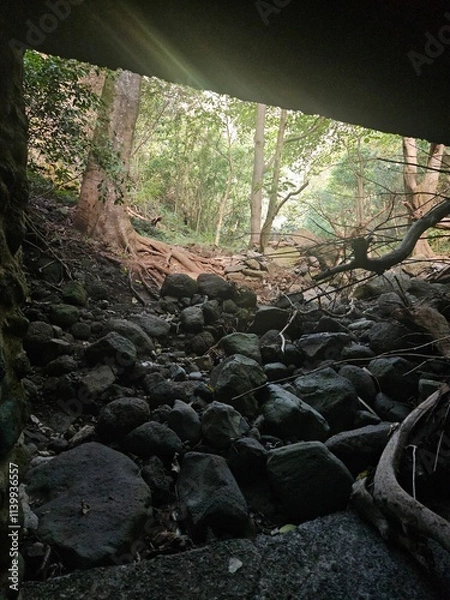 Obraz Forest Entrance