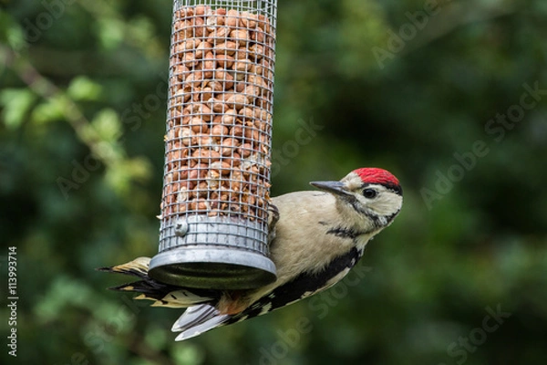 Fototapeta Greater Spotted Woodpecker