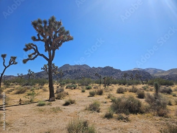 Obraz Joshua Tree